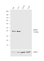 MURF1 Antibody
