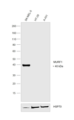 MURF1 Antibody