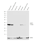 MURF1 Antibody