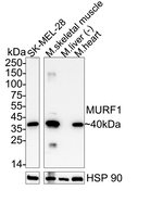 MURF1 Antibody in Western Blot (WB)