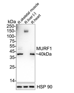 MURF1 Antibody in Western Blot (WB)