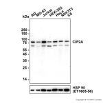 CIP2A Antibody in Western Blot (WB)