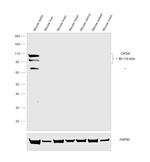 CIP2A Antibody in Western Blot (WB)