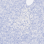 Granzyme K Antibody in Immunohistochemistry (Paraffin) (IHC (P))