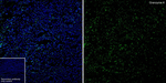 Granzyme K Antibody in Immunohistochemistry (Paraffin) (IHC (P))