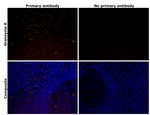 Granzyme K Antibody in Immunohistochemistry (Paraffin) (IHC (P))