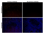Granzyme K Antibody in Immunohistochemistry (Paraffin) (IHC (P))
