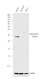 Granzyme K Antibody