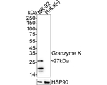 Granzyme K Antibody in Western Blot (WB)