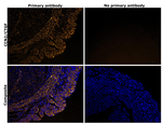 CTGF Antibody in Immunohistochemistry (Paraffin) (IHC (P))