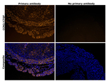 CTGF Antibody in Immunohistochemistry (Paraffin) (IHC (P))