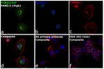 CTGF Antibody