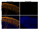CTGF Antibody