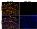 CTGF Antibody