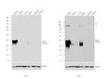 CTGF Antibody in Western Blot (WB)