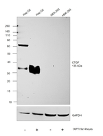 CTGF Antibody in Western Blot (WB)