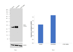 CTGF Antibody in Western Blot (WB)