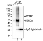 WWTR1 Antibody in Immunoprecipitation (IP)