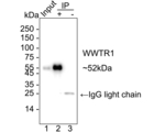 WWTR1 Antibody in Immunoprecipitation (IP)