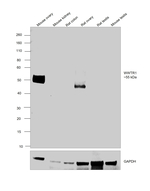 WWTR1 Antibody