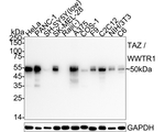 WWTR1 Recombinant Rabbit Monoclonal Antibody (PSH15-57)