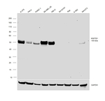 WWTR1 Antibody in Western Blot (WB)