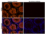 Centrin 1 Antibody in Immunohistochemistry (Paraffin) (IHC (P))