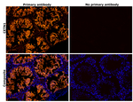 Centrin 1 Antibody in Immunohistochemistry (Paraffin) (IHC (P))