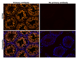Centrin 1 Antibody in Immunohistochemistry (Paraffin) (IHC (P))