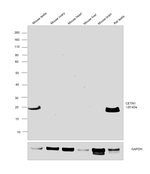 Centrin 1 Antibody