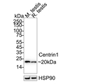 Centrin 1 Antibody in Western Blot (WB)