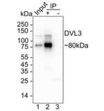 DVL3 Antibody in Immunoprecipitation (IP)
