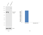 DVL3 Antibody