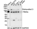 DVL3 Recombinant Rabbit Monoclonal Antibody (PSH15-93)