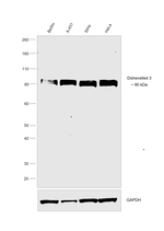 DVL3 Antibody in Western Blot (WB)