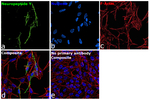 NPY Antibody in Immunocytochemistry (ICC/IF)