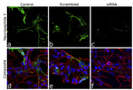 NPY Antibody in Immunocytochemistry (ICC/IF)