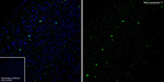 NPY Antibody in Immunohistochemistry (Frozen) (IHC (F))