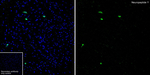 NPY Antibody in Immunohistochemistry (Frozen) (IHC (F))