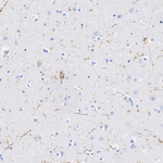 NPY Antibody in Immunohistochemistry (Paraffin) (IHC (P))