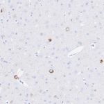 NPY Antibody in Immunohistochemistry (Paraffin) (IHC (P))