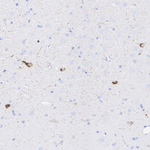 NPY Antibody in Immunohistochemistry (Paraffin) (IHC (P))