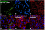 NPY Antibody