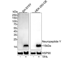 NPY Antibody in Western Blot (WB)