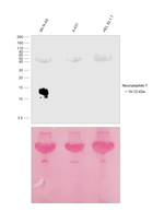 NPY Antibody in Western Blot (WB)