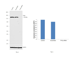 TYK2 Antibody