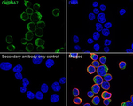 CHRNA7 Recombinant Rabbit Monoclonal Antibody (PSH19-20)