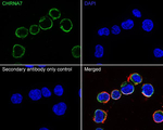 CHRNA7 Antibody in Immunocytochemistry (ICC/IF)