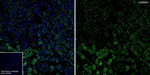 CHRNA7 Antibody in Immunohistochemistry (Frozen) (IHC (F))