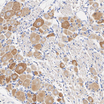 CHRNA7 Antibody in Immunohistochemistry (Paraffin) (IHC (P))